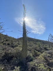 Fouquieria columnaris