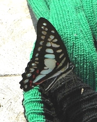 Graphium eurypylus