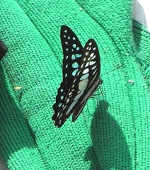Graphium eurypylus