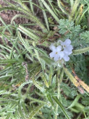 Cryptantha intermedia