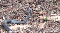 Naja sumatrana