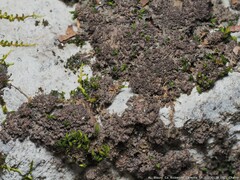 Scytinium lichenoides