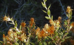 Chuquiraga avellanedae