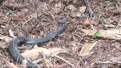 Naja sumatrana