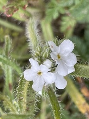 Cryptantha intermedia
