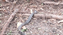 Naja sumatrana