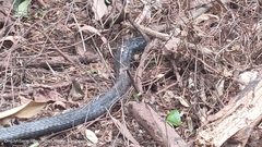 Naja sumatrana