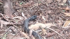 Naja sumatrana