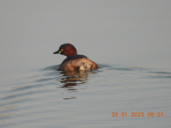 Tachybaptus ruficollis