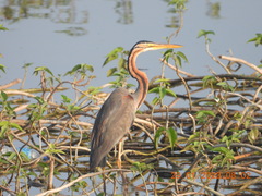 Ardea purpurea