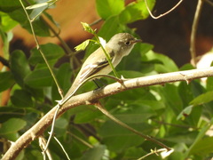 Empidonax difficilis