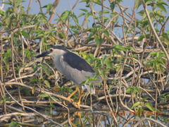 Nycticorax nycticorax