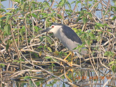 Nycticorax nycticorax