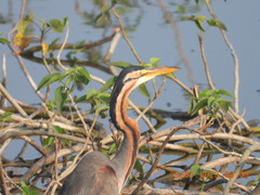 Ardea purpurea