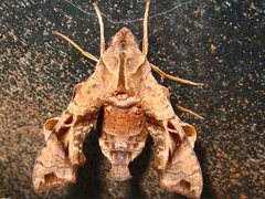 Neogurelca himachala