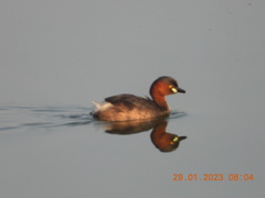 Tachybaptus ruficollis