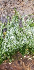Ulva lactuca