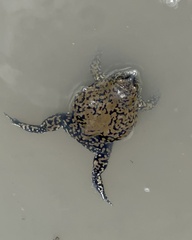 Dermatonotus muelleri