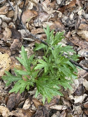 Artemisia douglasiana
