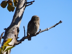Glaucidium cuculoides