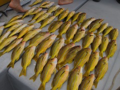 Lutjanus kasmira