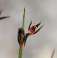 Juncus drummondii