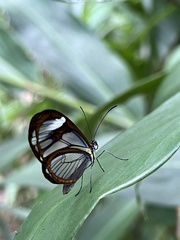 Ithomia