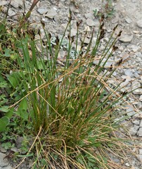 Juncus drummondii