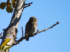 Glaucidium cuculoides