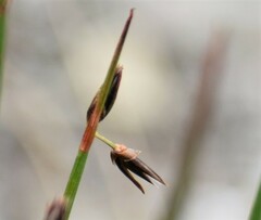 Juncus drummondii