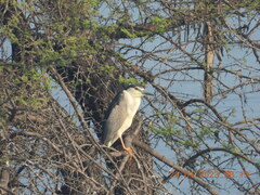 Nycticorax nycticorax