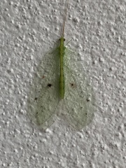 Norfolius howensis
