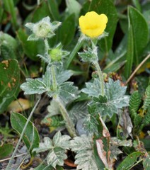 Potentilla nivea