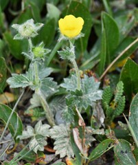Potentilla nivea