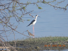 Himantopus himantopus