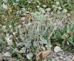 Potentilla nivea