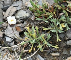 Erigeron trifidus