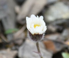 Erigeron trifidus