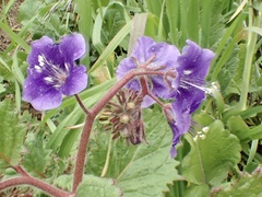 Phacelia parryi