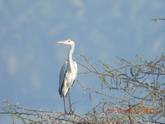 Ardea cinerea