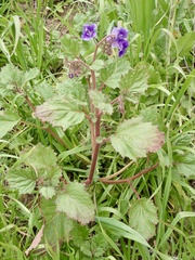 Phacelia parryi