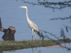 Ardea cinerea