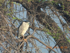 Nycticorax nycticorax