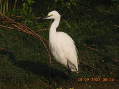 Egretta garzetta