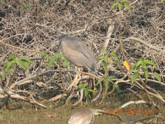 Nycticorax nycticorax