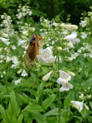 Magicicada septendecim