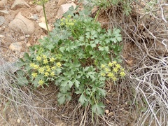 Lomatium lucidum