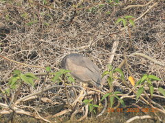 Nycticorax nycticorax