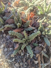 Phacelia integrifolia