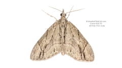 Lobophorodes miniobscuraria
